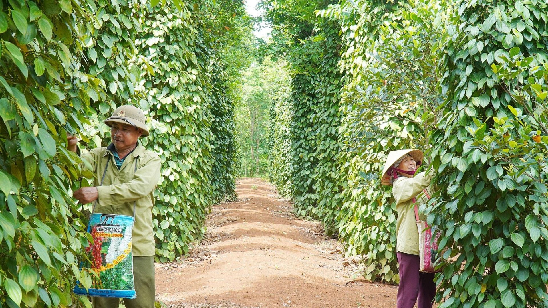 Gi&aacute; hồ ti&ecirc;u trong nước bất ngờ tăng 2.000-4.000 đồng/kg sau nhiều ng&agrave;y đi ngang.