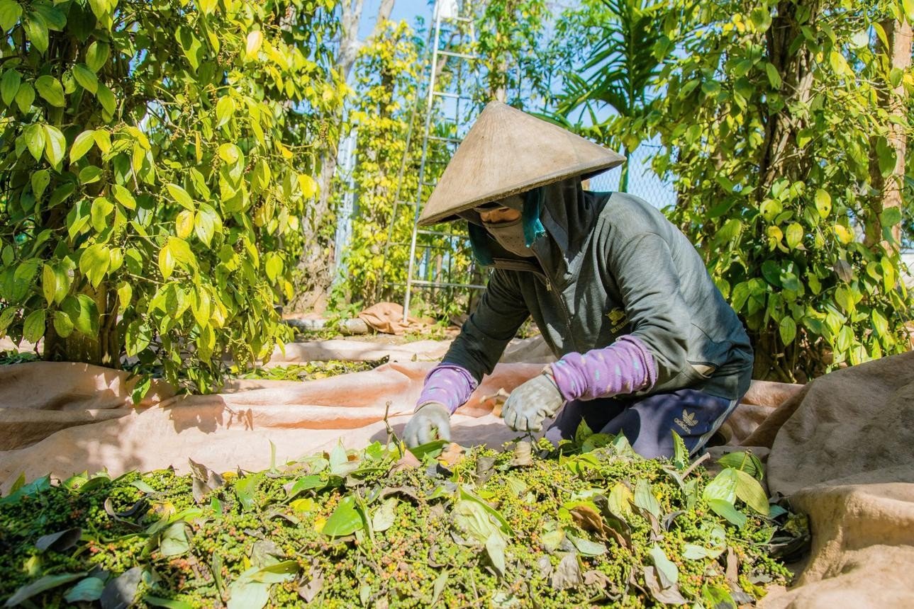 Giá tiêu hôm nay 19/9: Giữ đỉnh 141.000 đồng/kg, xuất khẩu vượt 190.000 tấn
