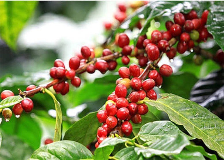 Nông sản Việt cần sớm thích ứng với quy định chống mất rừng của Vương quốc Anh