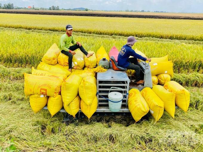 Giá lúa gạo hôm nay 13/9: Gạo nguyên liệu xuất khẩu tăng nhẹ
