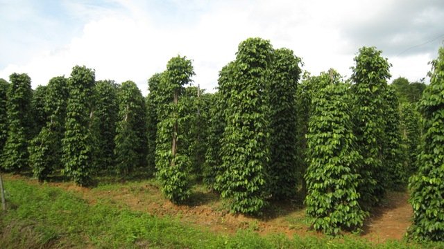 Giá tiêu hôm nay 17/9: Tiếp tục ổn định