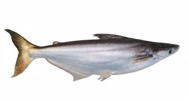 Cá b&ocirc;ng lau kích cỡ thương phẩm c&oacute; trọng lượng trung b&igrave;nh khoảng 2 kg - Ảnh: Đại học Cần Thơ