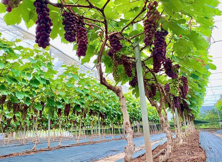 Đẩy mạnh kinh tế hợp tác và trang trại, tạo bệ phóng cho nông nghiệp hiện đại