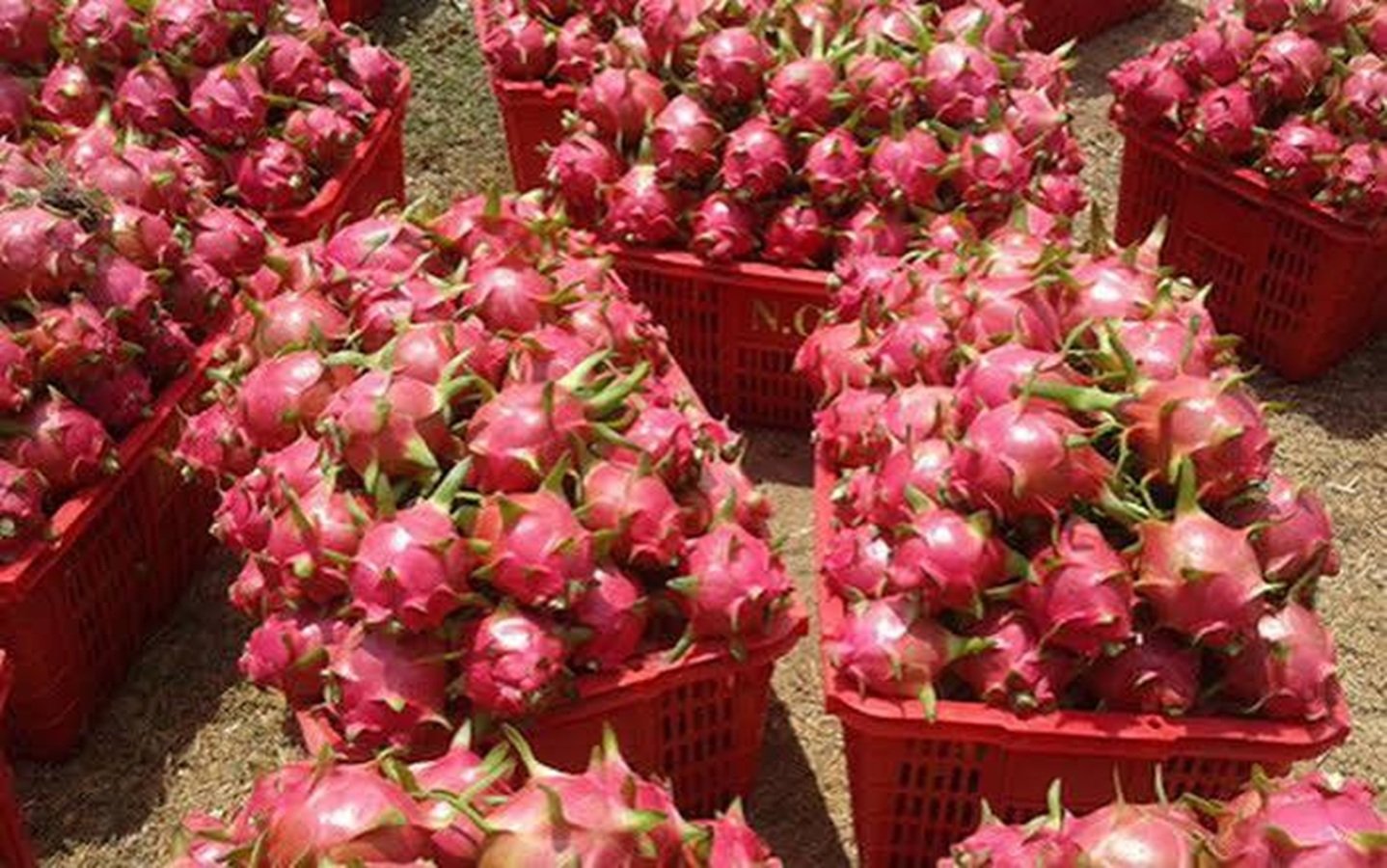 Giá thanh long tại vùng Bình Thuận cũ rớt chạm đáy vì dư thừa nguồn cung