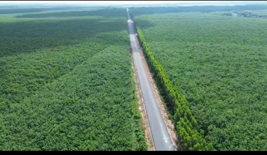 Giá cao su hôm nay 21/9: Biến động trái chiều