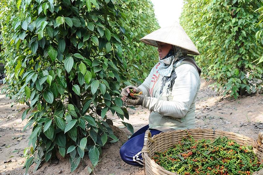 Giá tiêu hôm nay 12/10: Đồng loạt tăng, chạm 140.000 đồng/kg