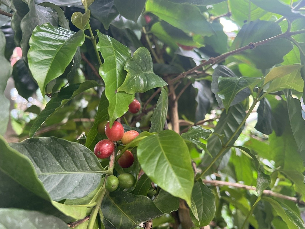 Giá cà phê hôm nay 22/9: Ổn định