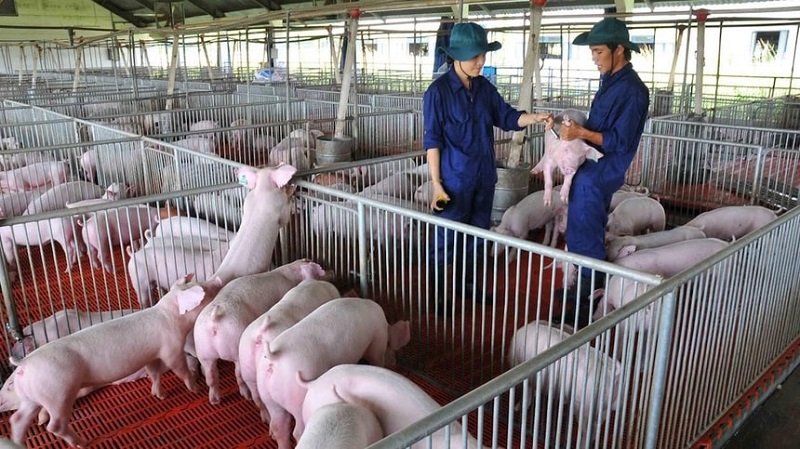 Giá heo hơi hôm nay 23/9: Nhiều nơi chạm mốc 60.000 đồng/kg