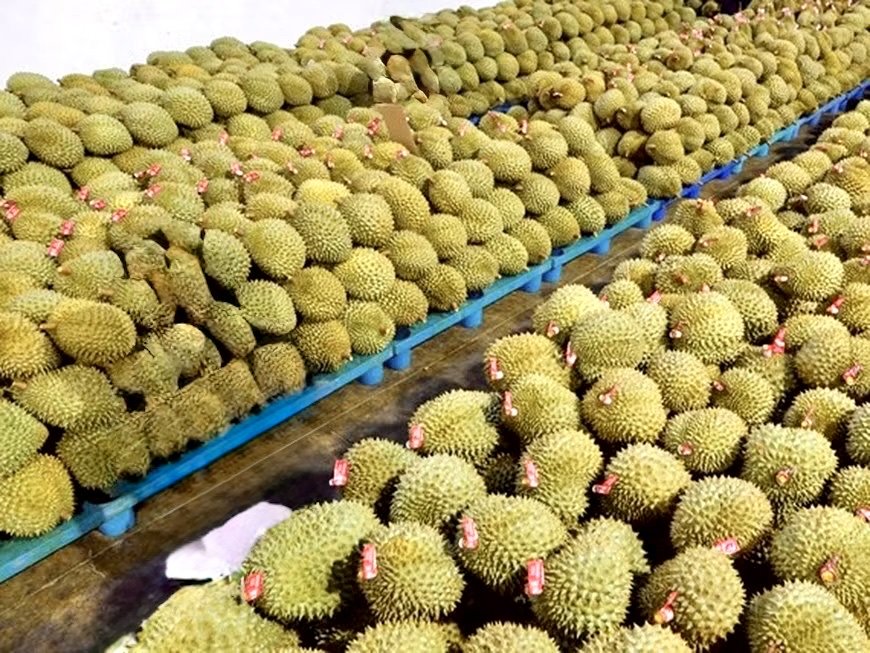 Giá sầu riêng hôm nay 25/9: Tăng ở Đồng bằng sông Cửu Long