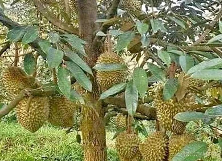 Giữ chất lượng, giữ thị trường sầu riêng