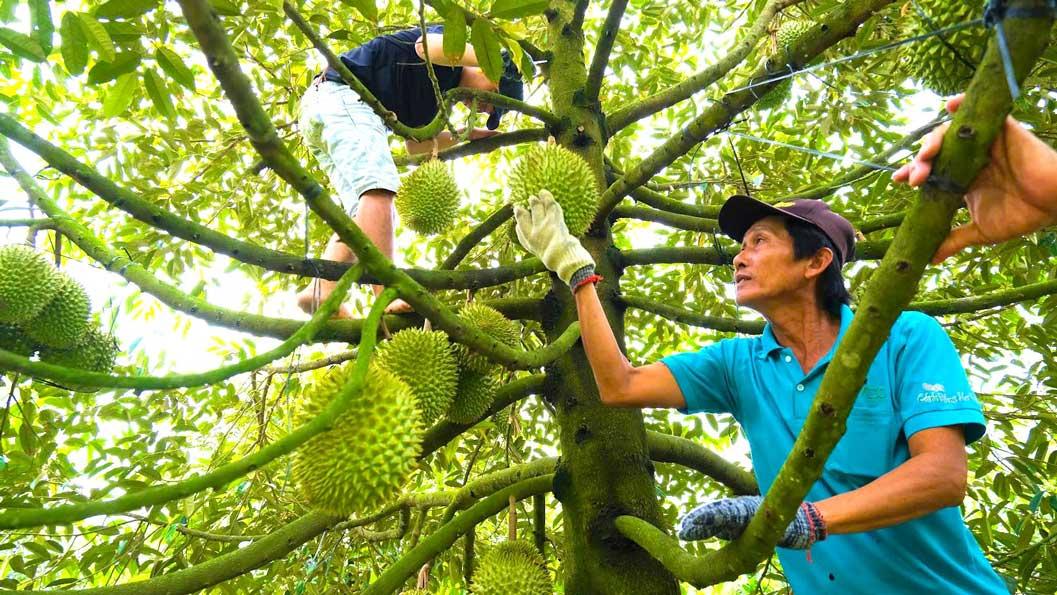 Philippines muốn dùng Golden Puyat cạnh tranh sầu riêng Việt Nam