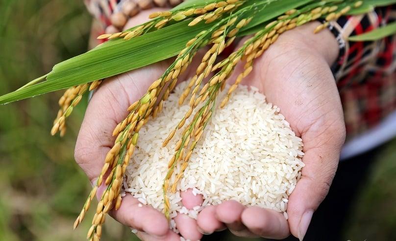Giá lúa gạo hôm nay 12/10: Gạo xuất khẩu Việt Nam đi ngang