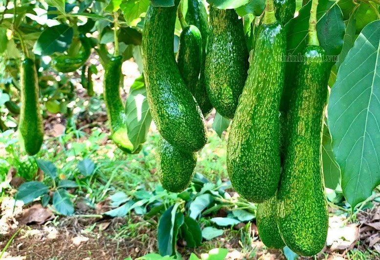 Rau quả kh&ocirc;ng thể chỉ dựa v&agrave;o xuất khẩu sản phẩm tươi m&agrave; cần khai th&aacute;c nhiều hơn gi&aacute; trị từ c&ugrave;ng một nguồn nguy&ecirc;n liệu - Ảnh: Chinhphu.vn/Đỗ Hương