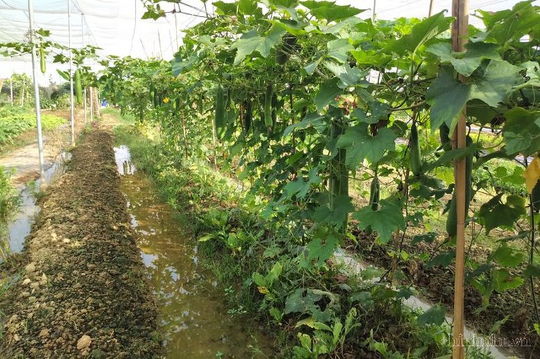Ruộng đồng xanh- sạch, sản xuất an to&agrave;n g&oacute;p phần bảo vệ m&ocirc;i trường, n&acirc;ng cao gi&aacute; trị canh t&aacute;c. Ảnh: VGP/Thiện T&acirc;m