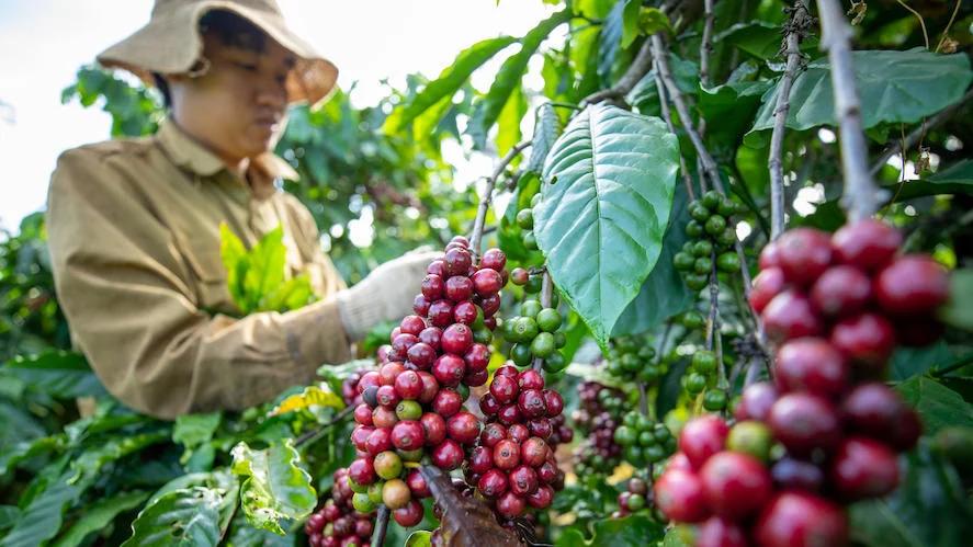 Giá cà phê hôm nay 11/10: Tây Nguyên bật tăng lên 93.000 đồng/kg