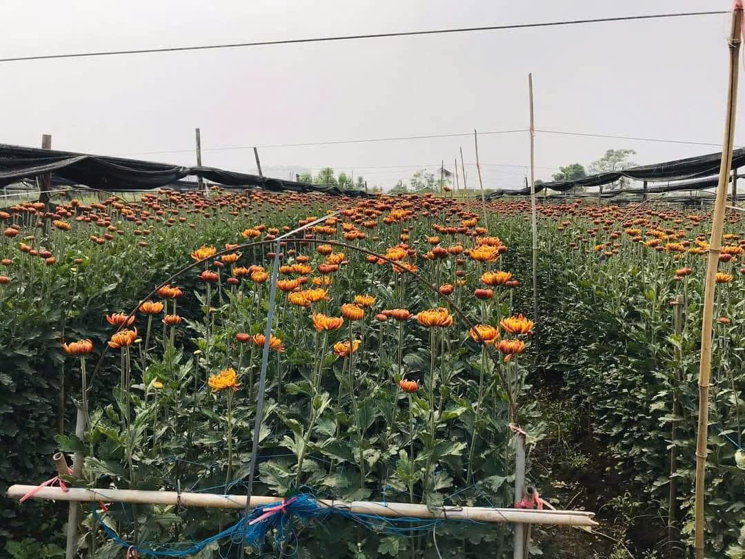 C&aacute;c vườn hoa tại T&acirc;y Tựu đang tất bật chuẩn bị cho thị trường qu&agrave; tặng dịp Ng&agrave;y Phụ nữ Việt Nam 20/10