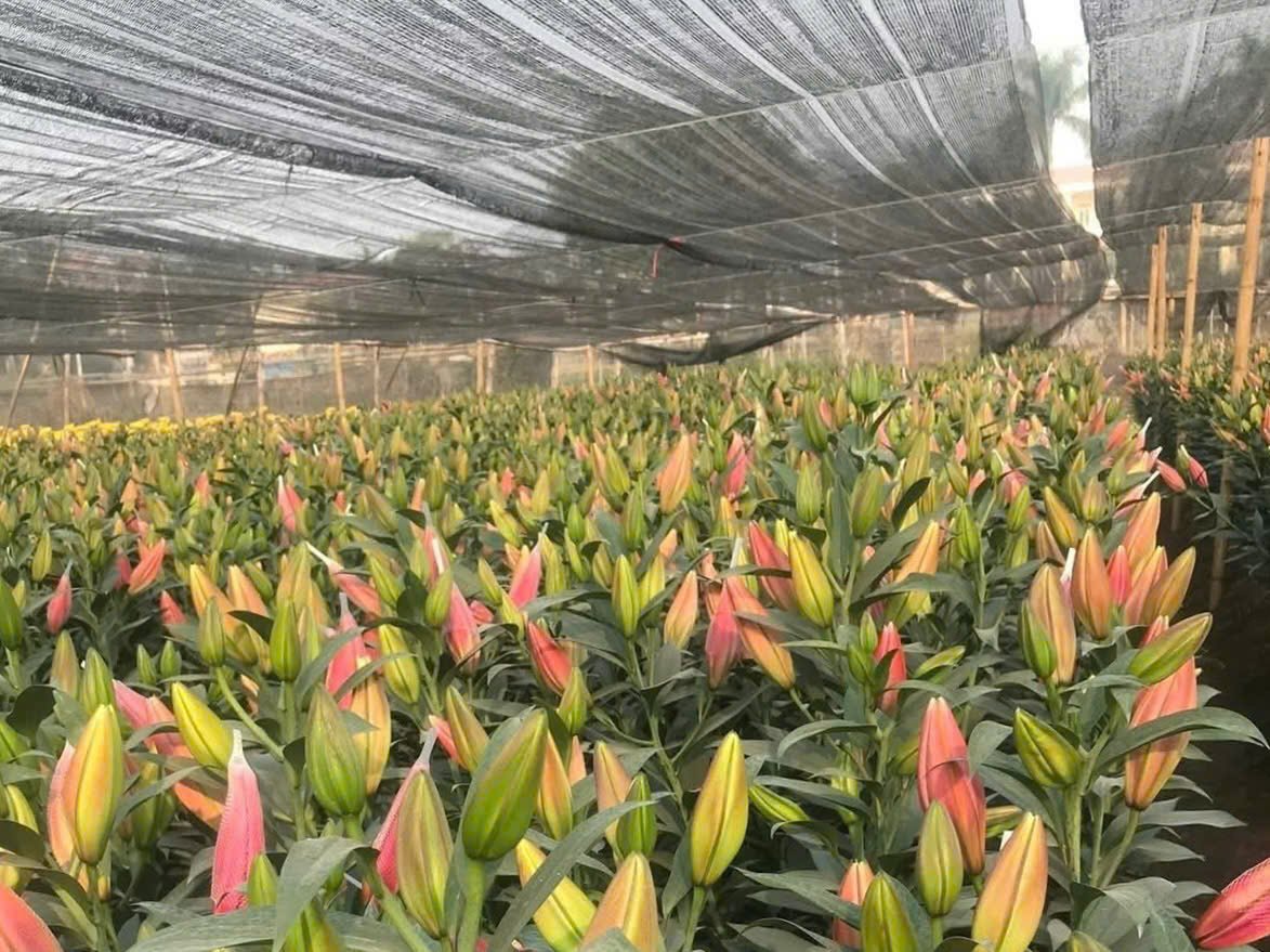 Cận 20/10, hoa Tây Tựu vào mùa: Giá từ 120.000 đồng/bó