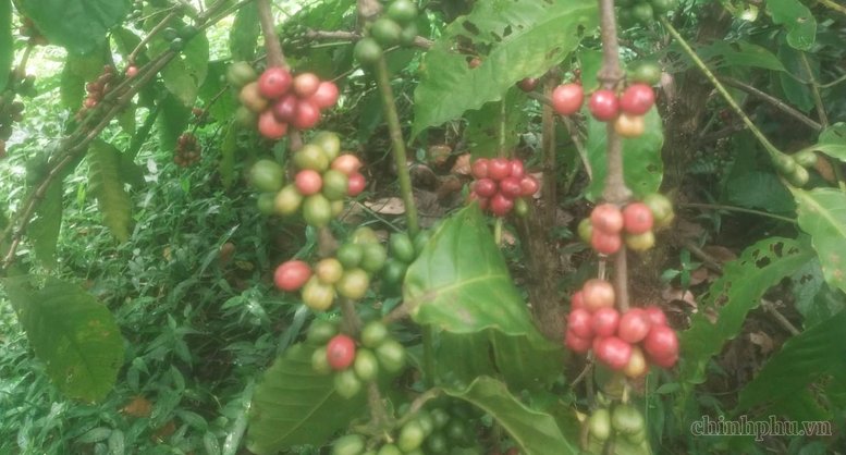 Cà phê Việt: Từ xuất khẩu nguyên liệu đến chinh phục giá trị toàn cầu