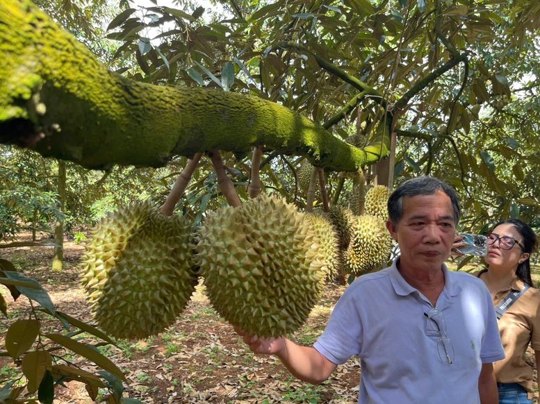 Du kh&aacute;ch đến tham quan, trải nghiệm thực tế tại c&aacute;c vườn sầu ri&ecirc;ng - Ảnh: chinhphu.vn/Nhật Anh