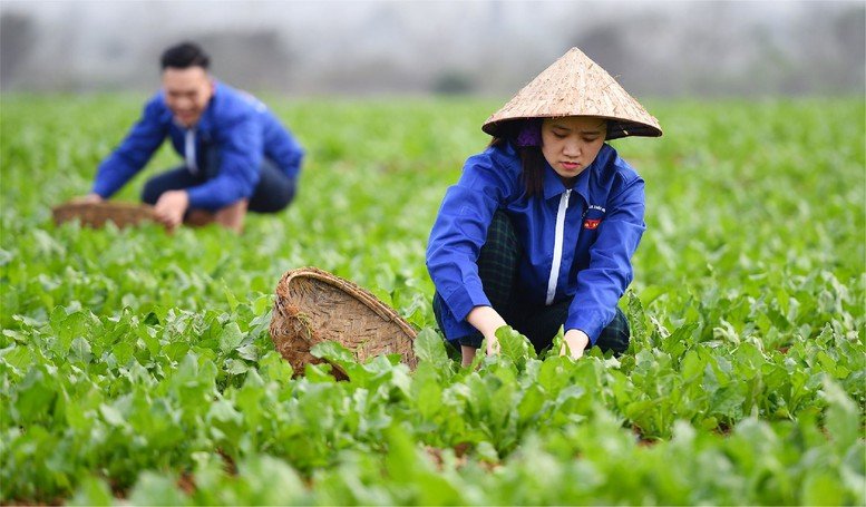 Cơ chế phát triển sản xuất liên kết theo chuỗi giá trị