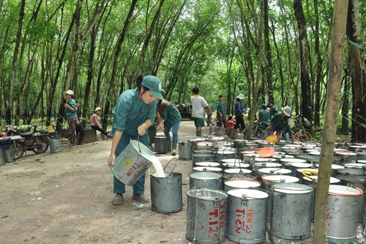 Giá cao su hôm nay 21/10: SHFE đồng loạt giảm, thị trường thế giới chịu áp lực điều chỉnh