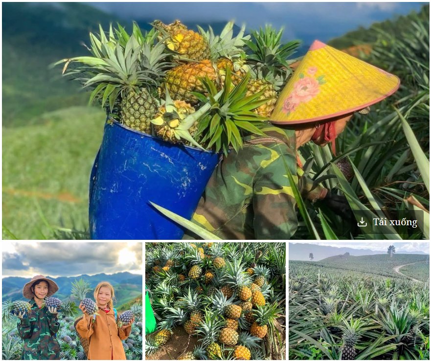 Bản Pu Lau, x&atilde; bi&ecirc;n giới Mường Nh&agrave;, tỉnh Điện Bi&ecirc;n hiện c&oacute; hơn 110 hộ trồng dứa với diện t&iacute;ch khoảng 200 hecta - Ảnh: Mường Nh&agrave;