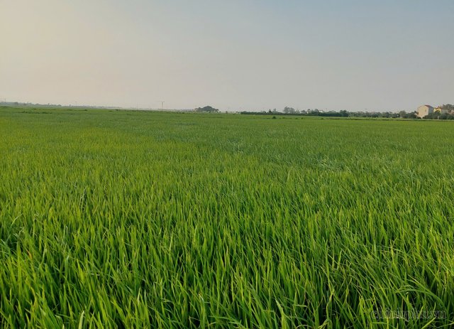 Giảm diện tích vùng sản xuất kém hiệu quả, năng suất lúa tăng 2,6%