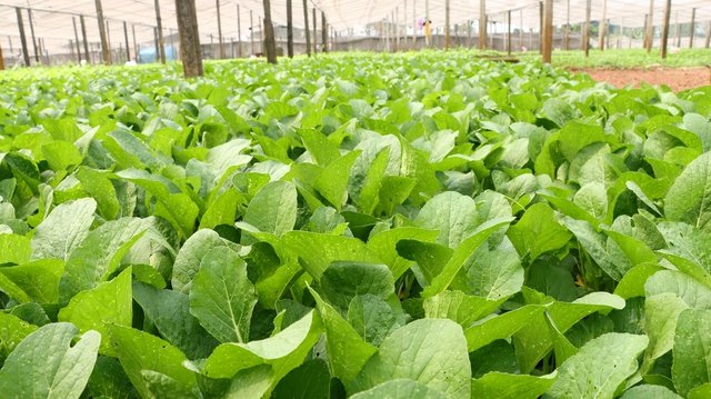 Ngành nông nghiệp và Môi trường Hà Nội tăng trưởng 3,54%