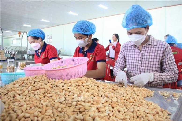 Khơi 'dòng chảy' nguyên liệu và chuỗi giá trị để tạo bứt phá cho ngành điều