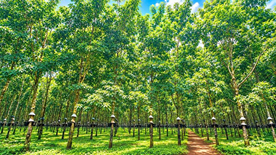 Giá cao su hôm nay 29/10: SHFE và SGX đồng loạt tăng