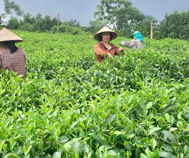 M&ocirc; h&igrave;nh trồng ch&egrave; sạch tại x&atilde; Y&ecirc;n B&agrave;i. Ảnh: NVCC