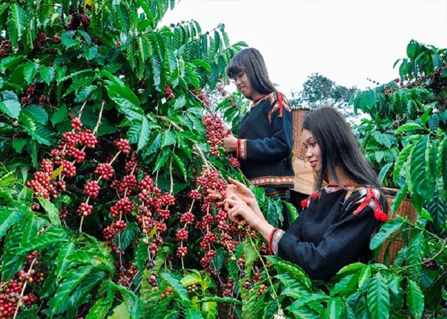 Cà phê Việt chủ động hợp tác, đưa thương hiệu ra thế giới